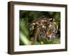 Female Indian Tiger at Samba Deer Kill, Bandhavgarh National Park, India-Thorsten Milse-Framed Photographic Print