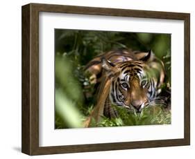 Female Indian Tiger at Samba Deer Kill, Bandhavgarh National Park, India-Thorsten Milse-Framed Photographic Print