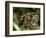 Female Indian Tiger at Samba Deer Kill, Bandhavgarh National Park, India-Thorsten Milse-Framed Photographic Print