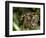 Female Indian Tiger at Samba Deer Kill, Bandhavgarh National Park, India-Thorsten Milse-Framed Photographic Print