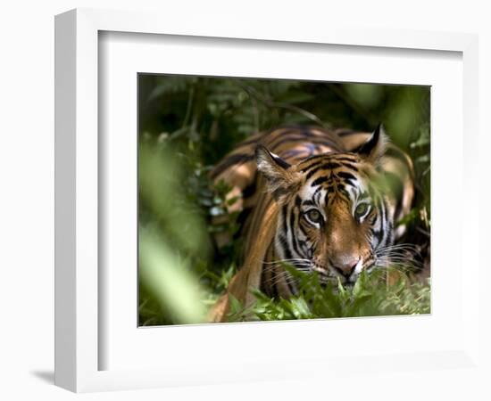 Female Indian Tiger at Samba Deer Kill, Bandhavgarh National Park, India-Thorsten Milse-Framed Photographic Print