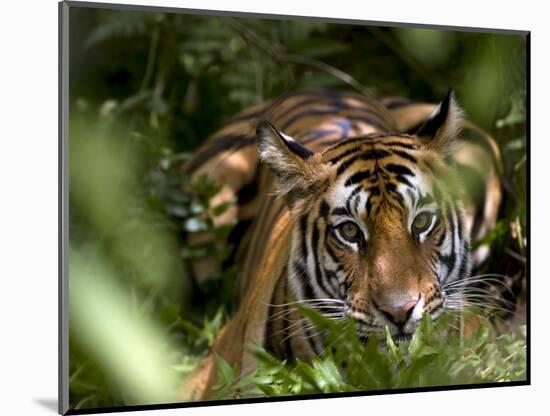 Female Indian Tiger at Samba Deer Kill, Bandhavgarh National Park, India-Thorsten Milse-Mounted Photographic Print