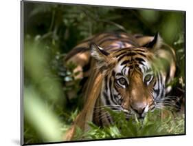 Female Indian Tiger at Samba Deer Kill, Bandhavgarh National Park, India-Thorsten Milse-Mounted Photographic Print