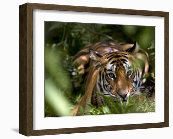 Female Indian Tiger at Samba Deer Kill, Bandhavgarh National Park, India-Thorsten Milse-Framed Photographic Print