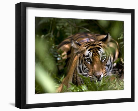 Female Indian Tiger at Samba Deer Kill, Bandhavgarh National Park, India-Thorsten Milse-Framed Photographic Print