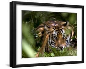 Female Indian Tiger at Samba Deer Kill, Bandhavgarh National Park, India-Thorsten Milse-Framed Photographic Print