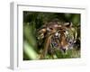 Female Indian Tiger at Samba Deer Kill, Bandhavgarh National Park, India-Thorsten Milse-Framed Photographic Print