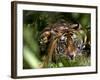 Female Indian Tiger at Samba Deer Kill, Bandhavgarh National Park, India-Thorsten Milse-Framed Photographic Print