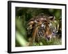 Female Indian Tiger at Samba Deer Kill, Bandhavgarh National Park, India-Thorsten Milse-Framed Photographic Print