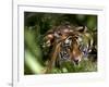 Female Indian Tiger at Samba Deer Kill, Bandhavgarh National Park, India-Thorsten Milse-Framed Photographic Print