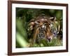 Female Indian Tiger at Samba Deer Kill, Bandhavgarh National Park, India-Thorsten Milse-Framed Photographic Print