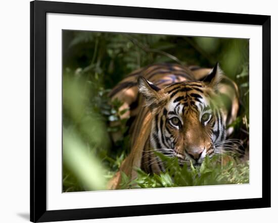 Female Indian Tiger at Samba Deer Kill, Bandhavgarh National Park, India-Thorsten Milse-Framed Photographic Print