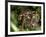 Female Indian Tiger at Samba Deer Kill, Bandhavgarh National Park, India-Thorsten Milse-Framed Photographic Print