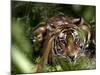 Female Indian Tiger at Samba Deer Kill, Bandhavgarh National Park, India-Thorsten Milse-Mounted Photographic Print