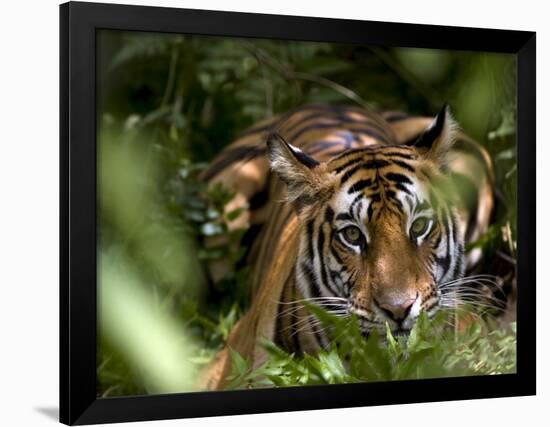 Female Indian Tiger at Samba Deer Kill, Bandhavgarh National Park, India-Thorsten Milse-Framed Photographic Print