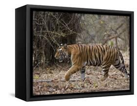 Female Indian Tiger, Bandhavgarh National Park, Madhya Pradesh State, India-Thorsten Milse-Framed Stretched Canvas