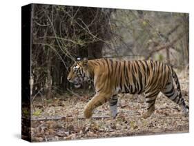 Female Indian Tiger, Bandhavgarh National Park, Madhya Pradesh State, India-Thorsten Milse-Stretched Canvas