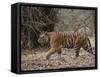 Female Indian Tiger, Bandhavgarh National Park, Madhya Pradesh State, India-Thorsten Milse-Framed Stretched Canvas