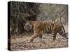 Female Indian Tiger, Bandhavgarh National Park, Madhya Pradesh State, India-Thorsten Milse-Stretched Canvas