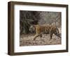 Female Indian Tiger, Bandhavgarh National Park, Madhya Pradesh State, India-Thorsten Milse-Framed Photographic Print