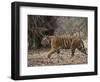 Female Indian Tiger, Bandhavgarh National Park, Madhya Pradesh State, India-Thorsten Milse-Framed Photographic Print