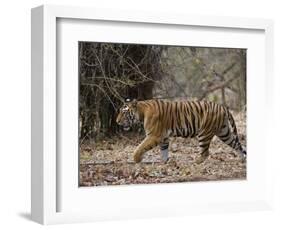 Female Indian Tiger, Bandhavgarh National Park, Madhya Pradesh State, India-Thorsten Milse-Framed Photographic Print