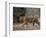 Female Indian Tiger, Bandhavgarh National Park, Madhya Pradesh State, India-Thorsten Milse-Framed Photographic Print