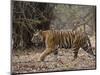 Female Indian Tiger, Bandhavgarh National Park, Madhya Pradesh State, India-Thorsten Milse-Mounted Photographic Print