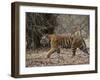 Female Indian Tiger, Bandhavgarh National Park, Madhya Pradesh State, India-Thorsten Milse-Framed Photographic Print