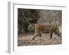 Female Indian Tiger, Bandhavgarh National Park, Madhya Pradesh State, India-Thorsten Milse-Framed Photographic Print