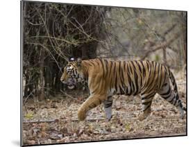 Female Indian Tiger, Bandhavgarh National Park, Madhya Pradesh State, India-Thorsten Milse-Mounted Photographic Print