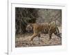 Female Indian Tiger, Bandhavgarh National Park, Madhya Pradesh State, India-Thorsten Milse-Framed Photographic Print