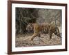 Female Indian Tiger, Bandhavgarh National Park, Madhya Pradesh State, India-Thorsten Milse-Framed Photographic Print