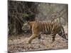 Female Indian Tiger, Bandhavgarh National Park, Madhya Pradesh State, India-Thorsten Milse-Mounted Photographic Print