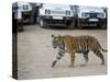 Female Indian Tiger, Bandhavgarh National Park, Madhya Pradesh State, India-Thorsten Milse-Stretched Canvas