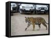 Female Indian Tiger, Bandhavgarh National Park, Madhya Pradesh State, India-Thorsten Milse-Framed Stretched Canvas