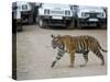 Female Indian Tiger, Bandhavgarh National Park, Madhya Pradesh State, India-Thorsten Milse-Stretched Canvas