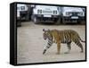 Female Indian Tiger, Bandhavgarh National Park, Madhya Pradesh State, India-Thorsten Milse-Framed Stretched Canvas