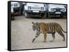 Female Indian Tiger, Bandhavgarh National Park, Madhya Pradesh State, India-Thorsten Milse-Framed Stretched Canvas