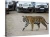 Female Indian Tiger, Bandhavgarh National Park, Madhya Pradesh State, India-Thorsten Milse-Stretched Canvas