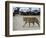 Female Indian Tiger, Bandhavgarh National Park, Madhya Pradesh State, India-Thorsten Milse-Framed Photographic Print