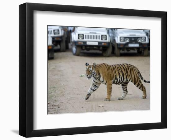 Female Indian Tiger, Bandhavgarh National Park, Madhya Pradesh State, India-Thorsten Milse-Framed Photographic Print