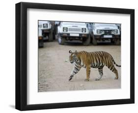 Female Indian Tiger, Bandhavgarh National Park, Madhya Pradesh State, India-Thorsten Milse-Framed Photographic Print