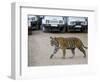 Female Indian Tiger, Bandhavgarh National Park, Madhya Pradesh State, India-Thorsten Milse-Framed Photographic Print