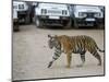 Female Indian Tiger, Bandhavgarh National Park, Madhya Pradesh State, India-Thorsten Milse-Mounted Photographic Print