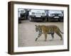 Female Indian Tiger, Bandhavgarh National Park, Madhya Pradesh State, India-Thorsten Milse-Framed Photographic Print