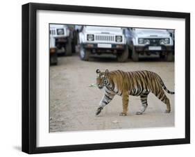 Female Indian Tiger, Bandhavgarh National Park, Madhya Pradesh State, India-Thorsten Milse-Framed Photographic Print