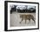 Female Indian Tiger, Bandhavgarh National Park, Madhya Pradesh State, India-Thorsten Milse-Framed Photographic Print