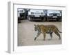 Female Indian Tiger, Bandhavgarh National Park, Madhya Pradesh State, India-Thorsten Milse-Framed Photographic Print