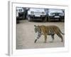 Female Indian Tiger, Bandhavgarh National Park, Madhya Pradesh State, India-Thorsten Milse-Framed Photographic Print